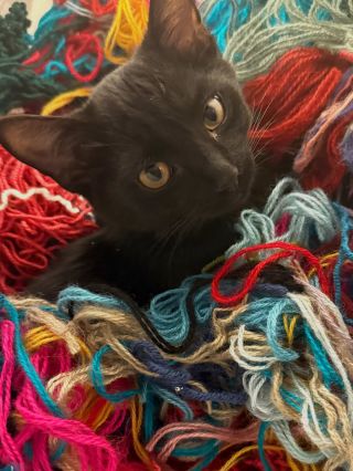 Extravagart ZERO WAIST 😁🐈‍⬛ . . . #extravagart #zerowaist #waist #waistyarn #zbytky